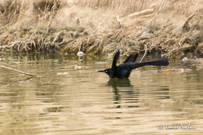 Quiscale à longue queue - Great-tailed Grackle