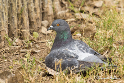 Pigeon biset - Rock Pigeon