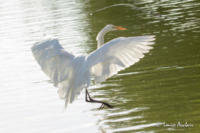 Grande aigrette - Great Egret