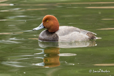 Fuligule à tête rouge - Redhead