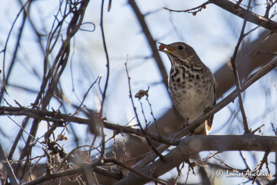 Grive solitaire - Hermit Thrush