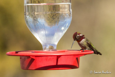 Colibri d'Anna - Anna's Hummingbird