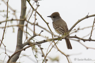 Tyran à gorge cendrée - Ash-throated Flycatcher