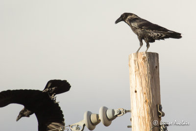 Grand corbeau - Common Raven