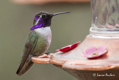 Colibri de Costa - Costa's Hummingbird