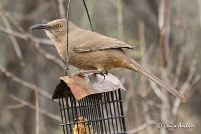 Moqueur à bec courbe - Curve-billed Thrasher
