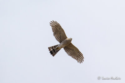 Épervier brun - Sharp-shinned Hawk