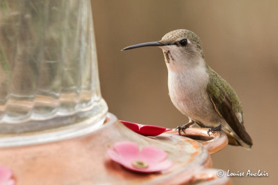 Colibri de Costa - Costa's Hummingbird