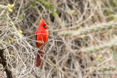 Cardinal rouge - Northern Cardinal