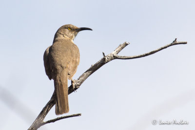 Moqueur à bec courbe - Curve-billed Thrasher
