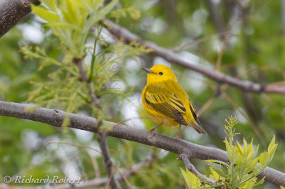 Paruline jaune  12 mai 2013 IMG_1101.jpg
