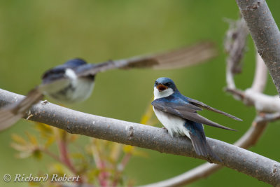 Hirondelle bicolore  20 mai 2013 IMG_1154.jpg