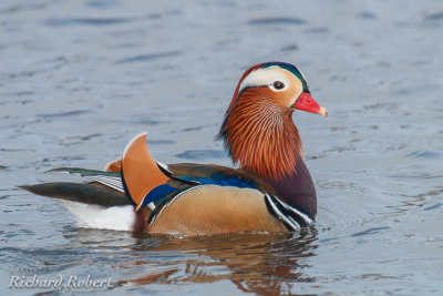 Canard mandarin 23 novembre 2013 IMG_1705.jpg
