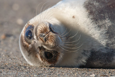 Mammifères marins