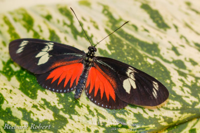 Papillons  15 mars 2014 IMG_4815.jpg