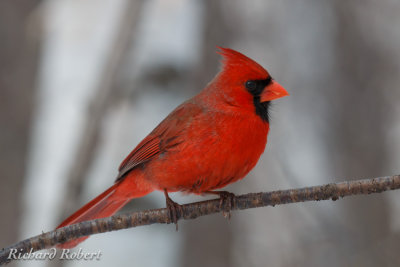 Cardinal rouge 29 mars 2014 IMG_4969.jpg