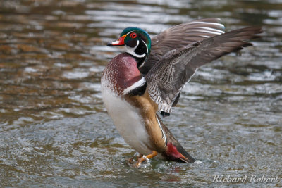 Oiseaux migrateurs
