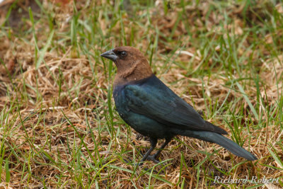 Oiseaux noirs