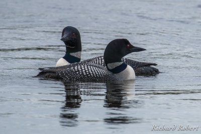Oiseaux marins