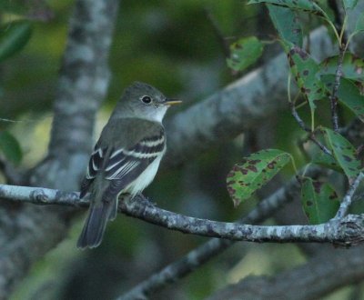 Alder Flycatcher - Empidonax alnorum