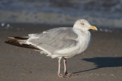 American Herring Gull - Larus smithsonianus