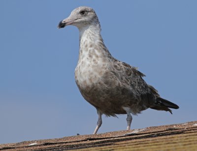 American Herring Gull - Larus smithsonianus