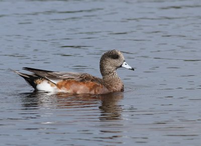 American Wigeon - Anas americana