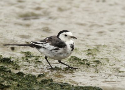 Amur Wagtail - Motacilla alba leucopsis