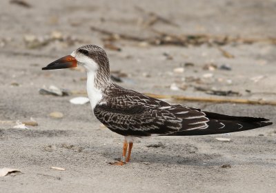 Black Skimmer - Rynchops niger