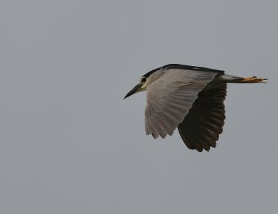Black-crowned Night Heron - Nycticorax nycticorax