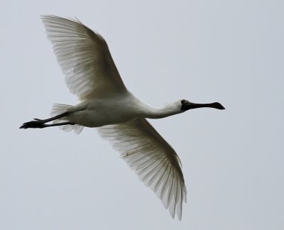 Black-faced Spoonbill - Platalea minor