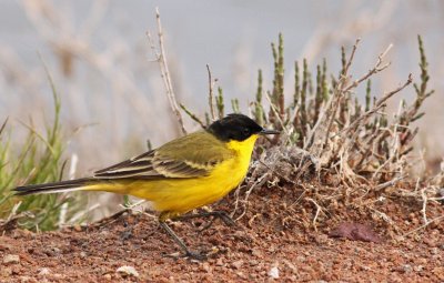 Male