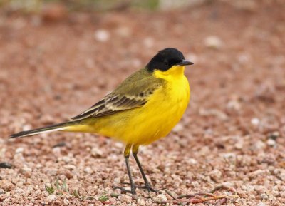 Black-headed Wagtail - Motacilla flava feldegg