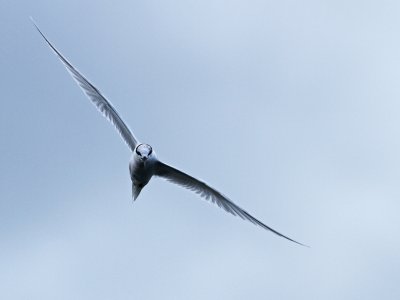 Black-naped Tern - Sterna sumatrana