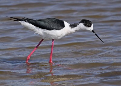 Black-winged Stilt - Himantopus himantopus
