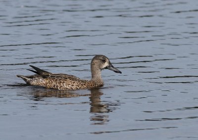 Male