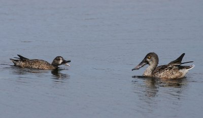 Male (left) with male Shoveler