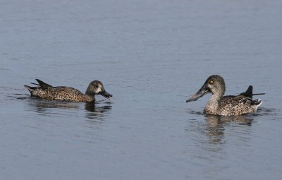 Blue-winged Teal - Anas discors