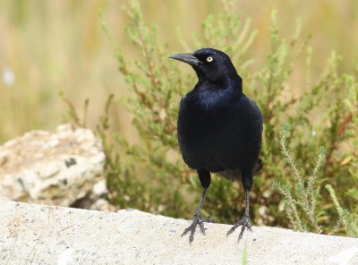 Boat-tailed Grackle - Quiscalus major