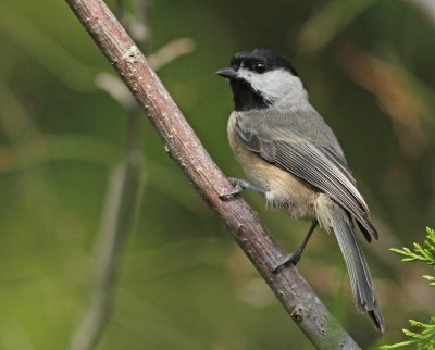 Carolina Chickadee - Poecile carolinensis