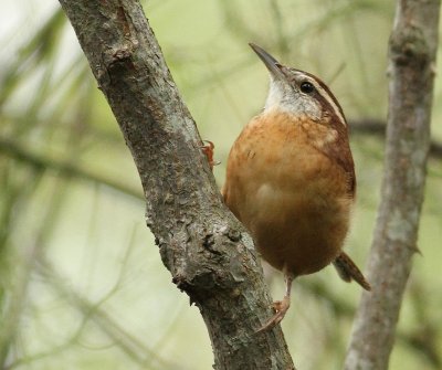 Carolina Wren - Thryothorus ludovicianus