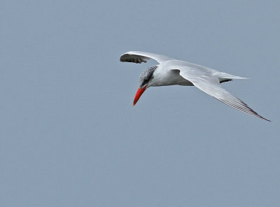 Caspian Tern - Hydroprogne caspia