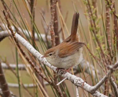 Cetti's Warbler - Cettia cetti