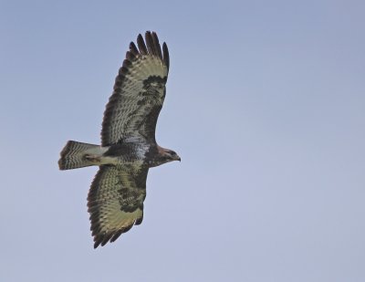 Adult
