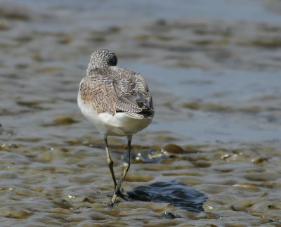 Common Greenshank - Tringa nebularia