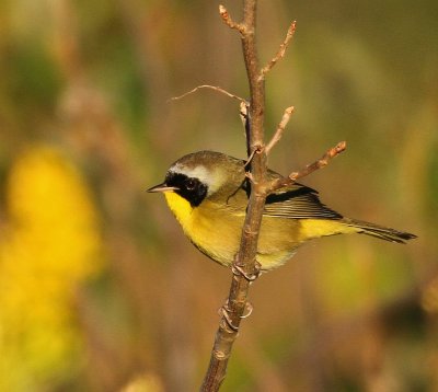 Male