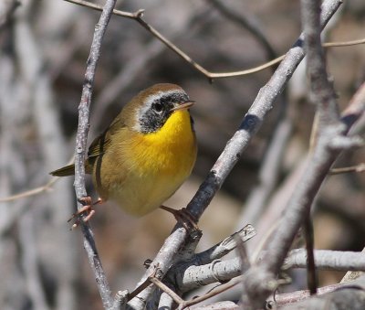 Male