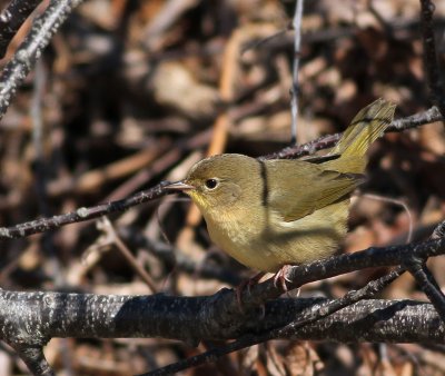 Common Yellowthroat - Geothlypis trichas