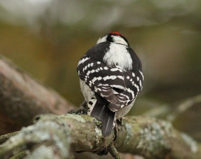 Woodpeckers