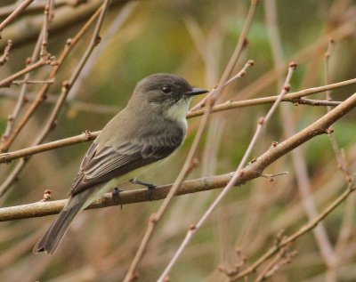 Eastern Phoebe - Sayornis phoebe